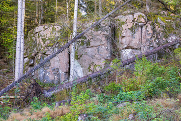 Poster - Rock face in a forest with fallen trees