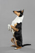 © Oszkár Dániel Gáti - young tricolor smooth collie dog sitting pretty trick portrait in the studio on a grey background