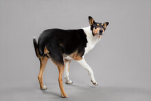 Young Tricolor Smooth Collie Dog Spinning Trick Portrait In The Studio On A Grey Background