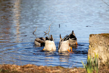 Diving Ducks Eating In Water