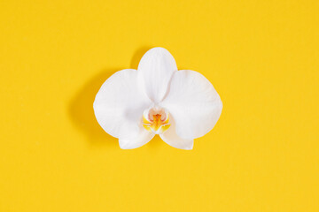 Wall Mural - flowers trendy composition. white orchid flowers on yellow background. spring, summer concept. flat 