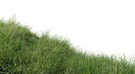 Poster - field of flowers and grass cut out on transparent background.