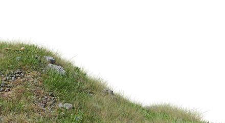 Poster - field of flowers and grass cut out on transparent background.