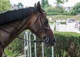 Fototapeta Konie - Portret konia sportowego przygotowanego do zawodów.
