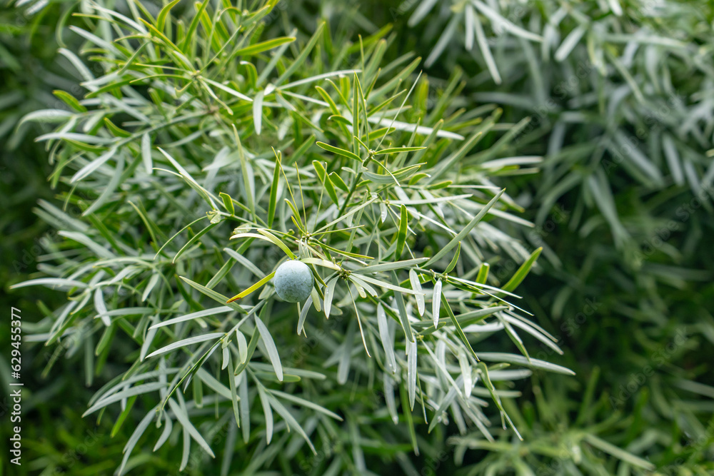 Afrocarpus falcatus (Podocarpus falcatus) is a species of tree in the  family Podocarpaceae. common yellowwood, bastard yellowwood, outeniqua  yellowwood. Pa Alii St, Mountain View, Big island Hawaii Stock Photo |  Adobe Stock
