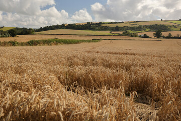 Ripe wheat field in Somerset, Exmoor National Park, England, ready to be harvested.