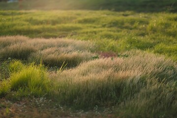 grass in the wind