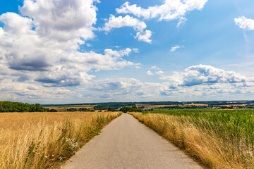 Wall Mural - Road in the countryside among the yellow fields.