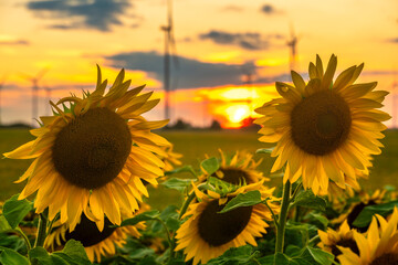 Wall Mural - Sunset over a field of flowering sunflowers.Wind farm visible in the background