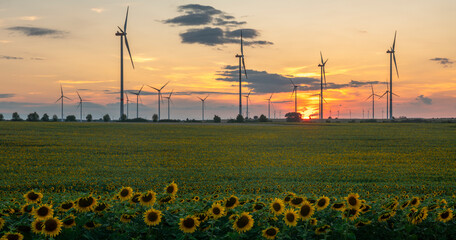 Wall Mural - Sunset over a field of flowering sunflowers.Wind farm visible in the background