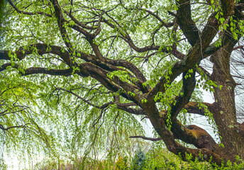 Wall Mural - Spring Branches