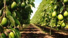 Beautiful Avocados In Orchard Plantation