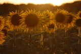Fototapeta Storczyk - Słoneczniki w zachodzącym Słońcu na polu wykonane pod Słońce