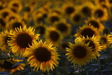 Fototapeta Storczyk - Słoneczniki w zachodzącym Słońcu na polu wykonane pod Słońce