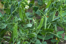 Selective Focus On Fresh Bright Green Pea Pods On A Pea Plants In A Garden.