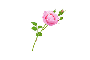 Wall Mural - Pink rose flower, buds and leaves branch isolated transparent png
