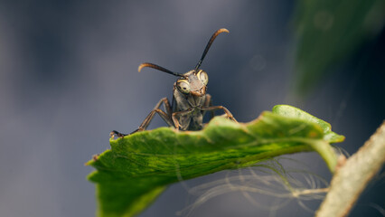 Wall Mural - Details of a wasp perched on a green leaf.