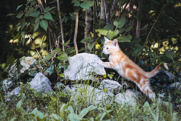 Portrait d'un mignon bébé chaton roux en train de jouer dans le jardin