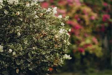 Wall Mural - Close up shot of white flowers on bush with blooming pink background.