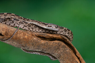 Wall Mural - A many-spotted cat snake Boiga multomaculata defensive position, natural bokeh background 