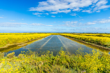 Salt marshes of the natural reserve of Lilleau des Niges and yellow wild mustard flowers on the Ile de Ré, France