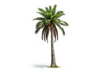 Abstract Elegance. Single Closeup Of Beautiful Palm Tree On White Background Isolated. Natural Beauty