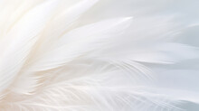 Airy Soft Fluffy Wing Bird With White Feathers, Macro