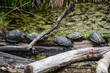 schildkröten ruhen auf einem ast über einen teich