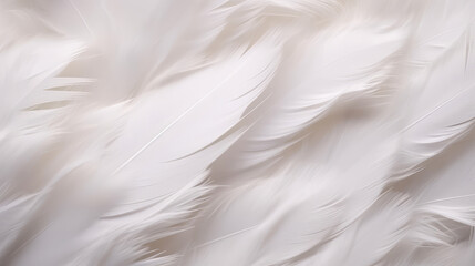 macro photo of white hen feathers.