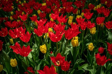 Sticker - Image of a picturesque park featuring an array of vivid and vibrant tulips in shades of red