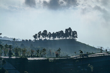 Wall Mural - Silhouette of trees on hills against cloudy sky background in foggy morning