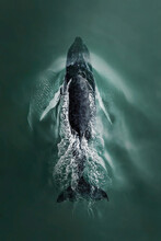 Aerial View Of A Humpback Whale Diving Back Under The Surface Of The Atlantic Ocean In The Hamptons, New York United States.