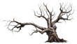 Creepy tree with twisted branches reaching out like claws, Halloween tree, haunted forest, spooky woods, gnarled branches, Halloween concept