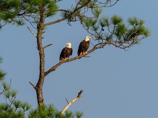 Wall Mural - two eagles are perched in a pine tree in front of a clear blue sky