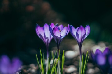 Wall Mural - Selective focus shot of purple crocuses in the garden