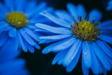 Closeup of blue chamomile with water drops in the garden