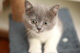 Fototapeta Koty - Gray and white kitten with yellow eyes playing on gray play stand