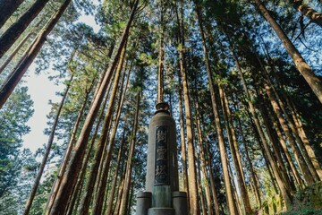 Canvas Print - Closeup of the Iconic Shen Mu landmark in Alishan