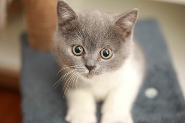 Canvas Print - Gray and white kitten with yellow eyes playing on gray play stand