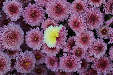 Wall Mural - Closeup of blooming Chrysanthemum flowers