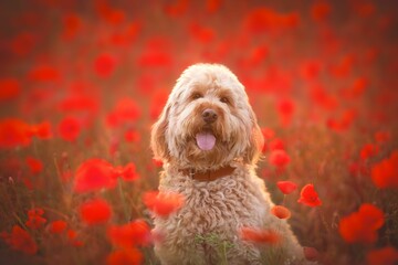 Sticker - Cute goldendoodle sitting in a field of red poppies.