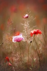 Poster - Pink and red poppies growing in a sunny meadow.