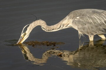 Wall Mural - Closeup of a gray heron looking for food in a lake