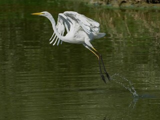 Wall Mural - Closeup of a white heron flying above a lake