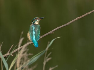 Poster - Vertical closeup of a common kingfisher (Alcedo atthis) perched on a branch