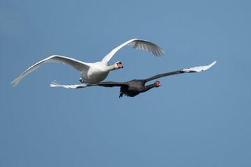 Poster - Closeup of two white swans flying in blue sky