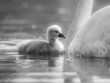 Grayscale shot of a cygnet and a swan gliding gracefully together in a tranquil lake