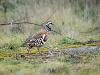 Sticker - Partridge bird walking along a winding pathway in a lush, grassy meadow