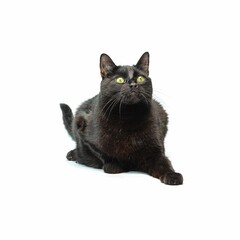 Wall Mural - Black cat isolated on a white background.