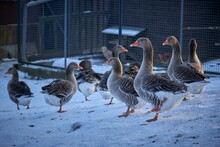 Flock Of Ducks Standing On Snow Covered Ground